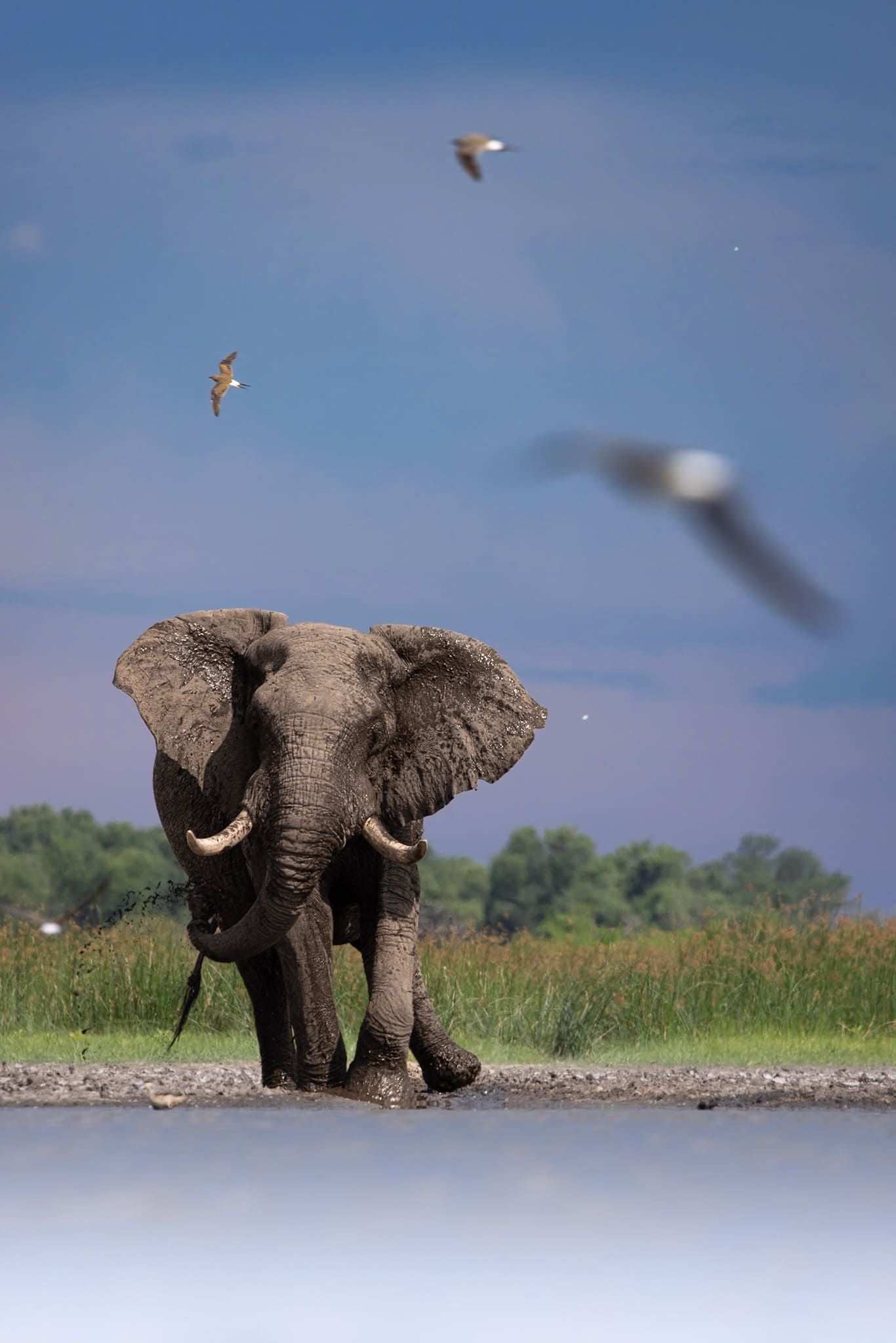 Elephant running, chased by birds