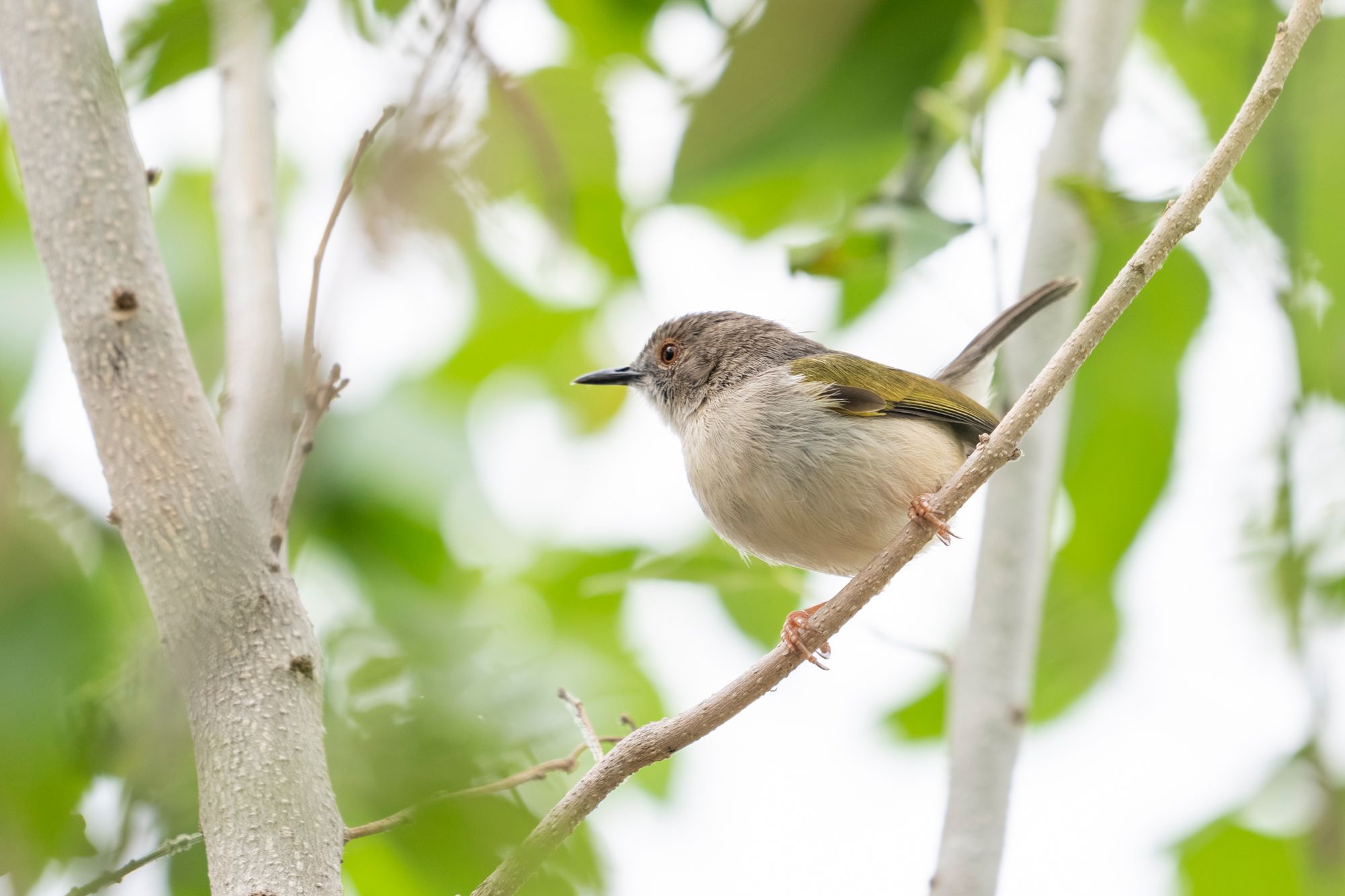 Grey-backed Camaroptera