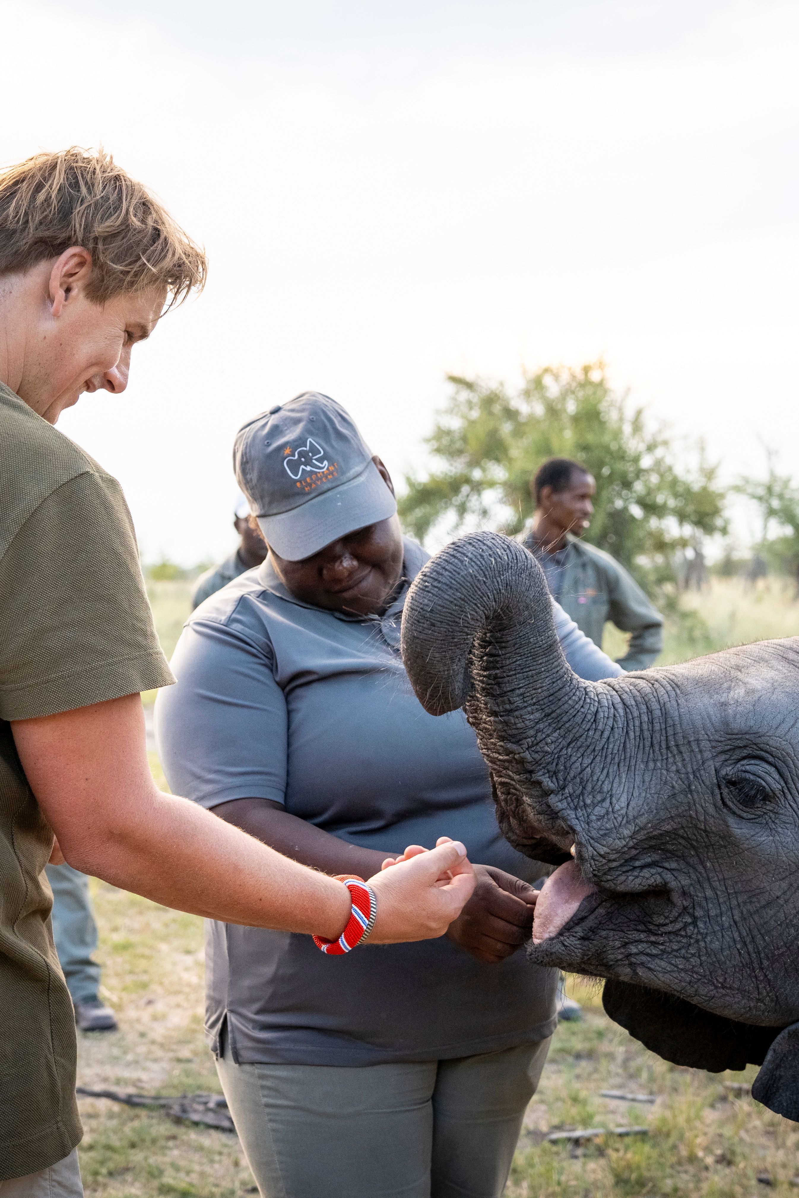 An elephant caretaker helping a guest feed and interact with a young elephant calf