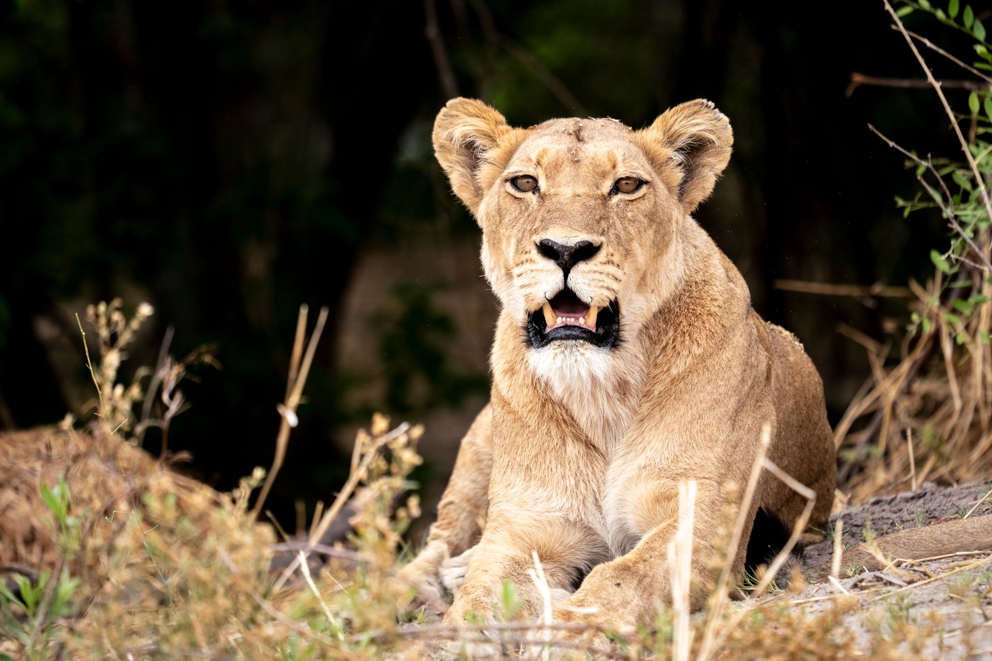 Lioness with dark background