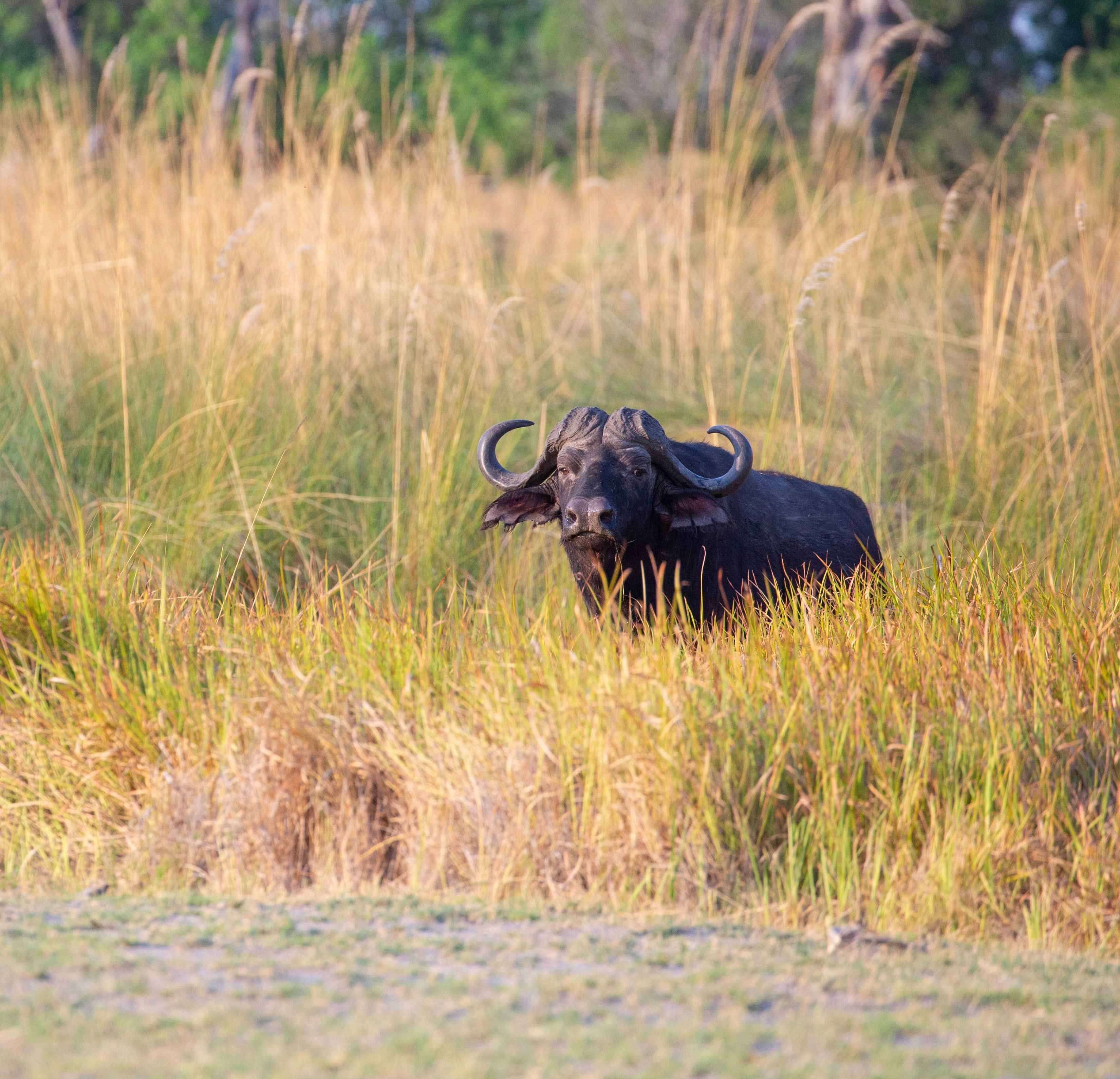 Buffalo in Long Grass
