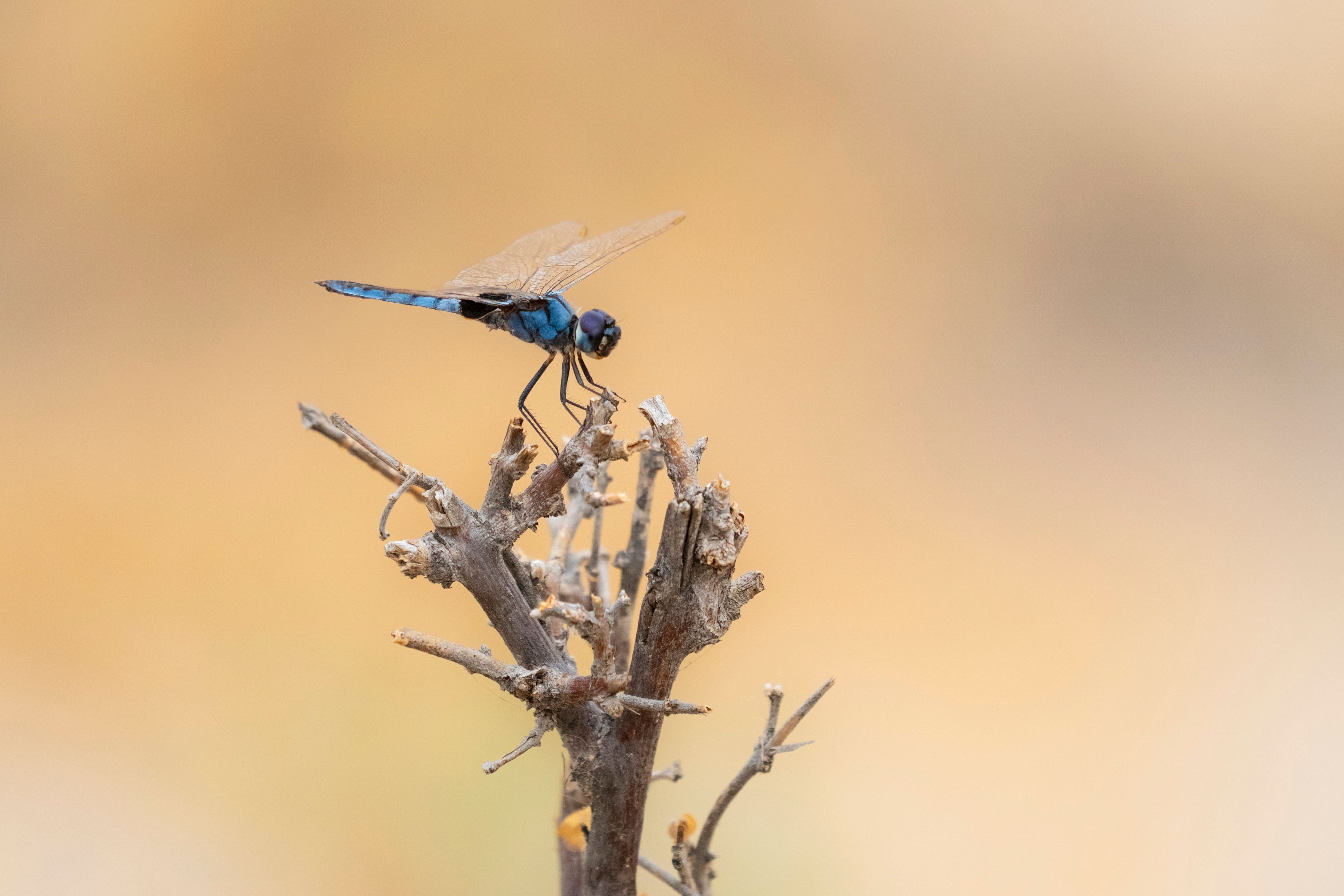 Dragonfly
