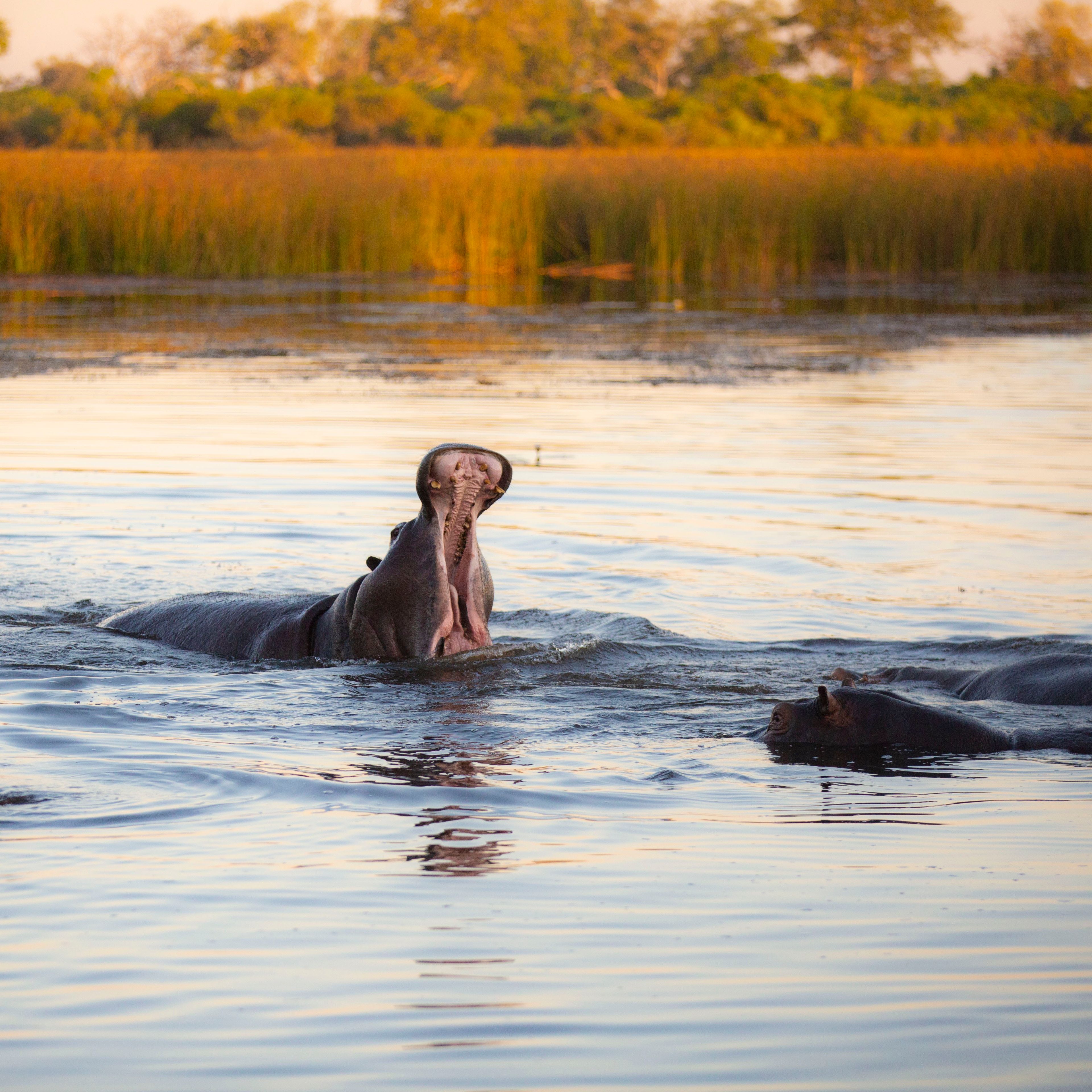 Hippo yawning