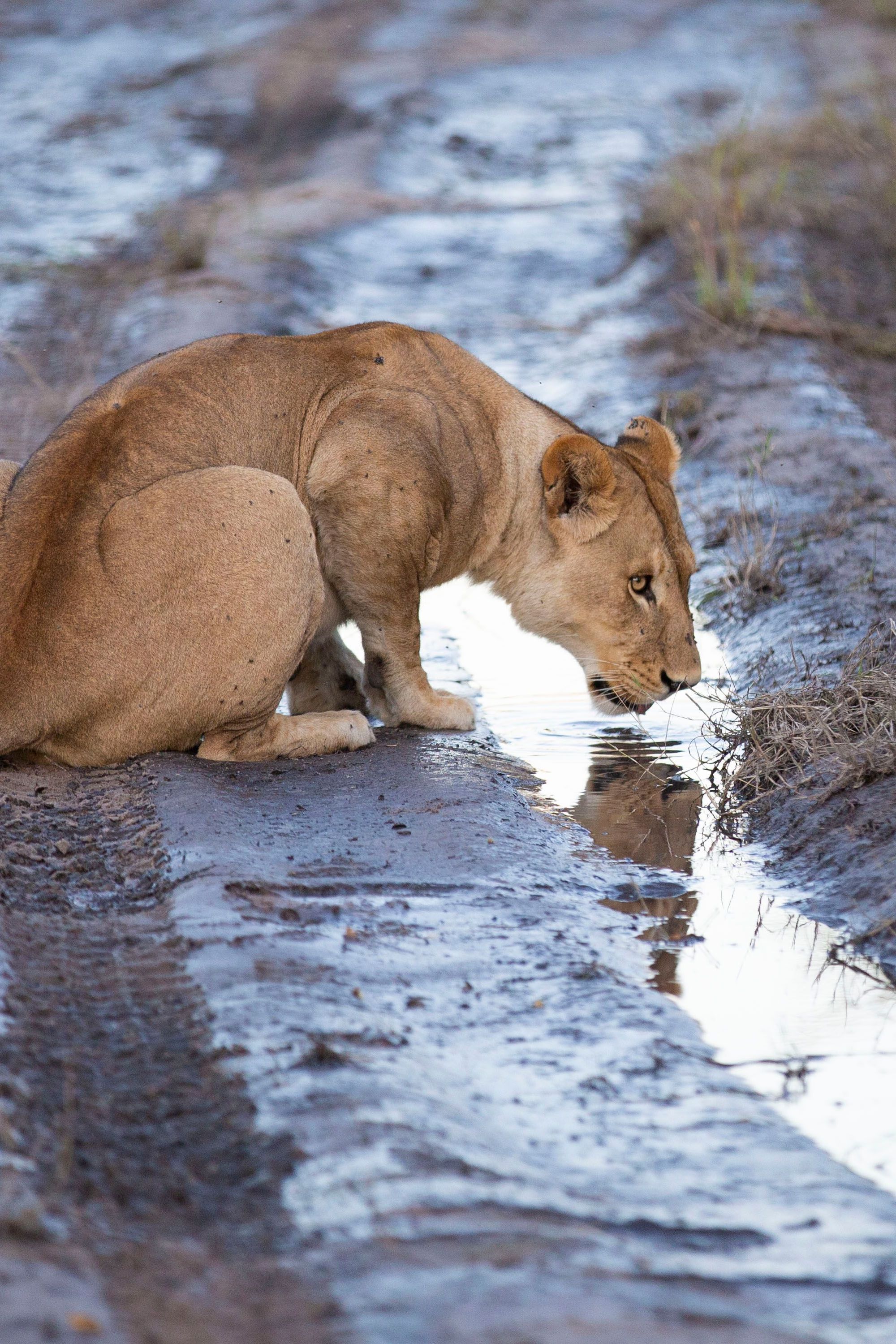 Animated Section Image