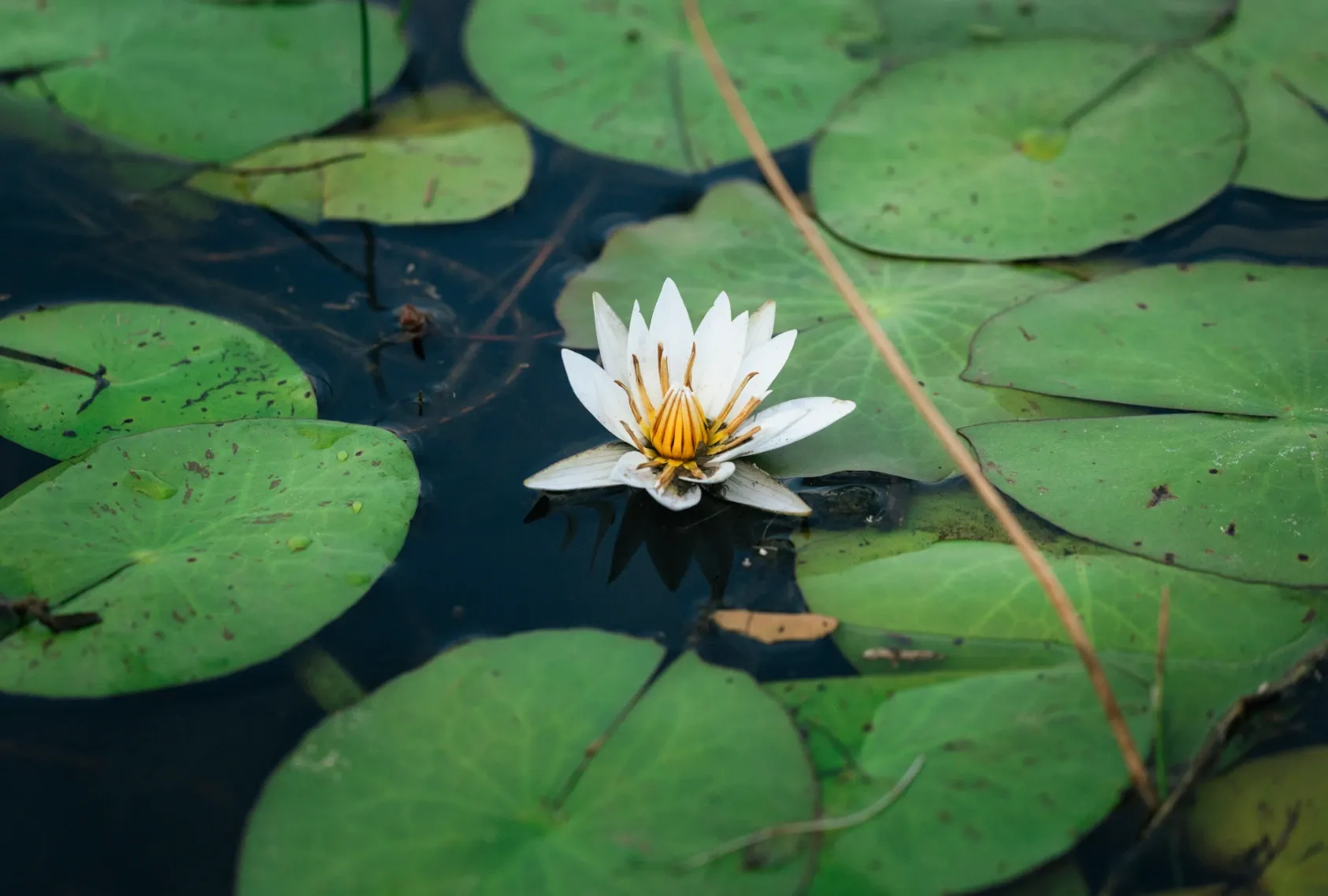 living among wildlife sustainably