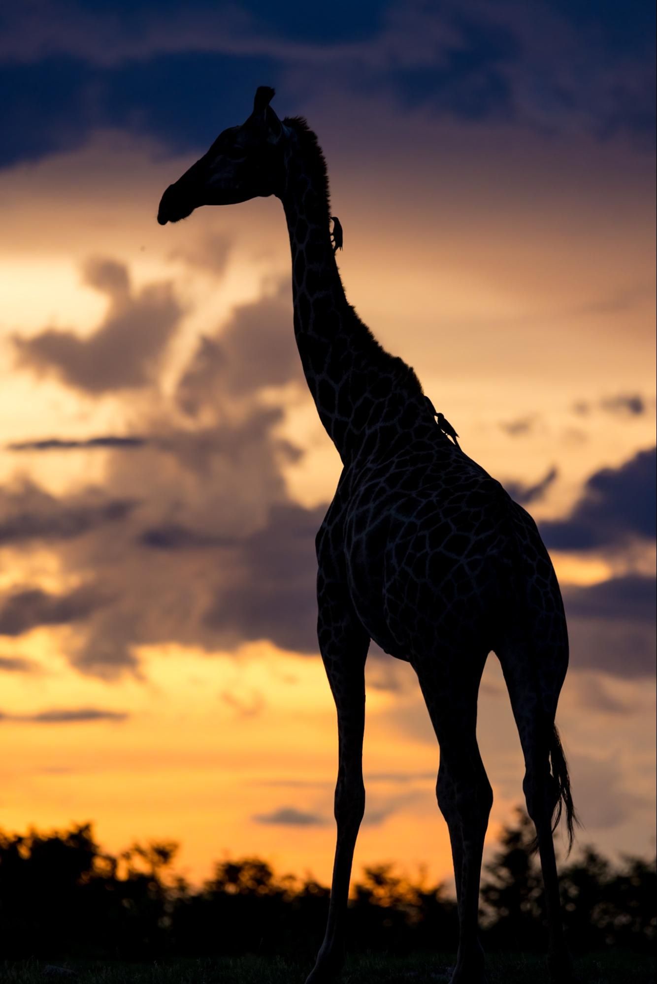 giraffe sunset