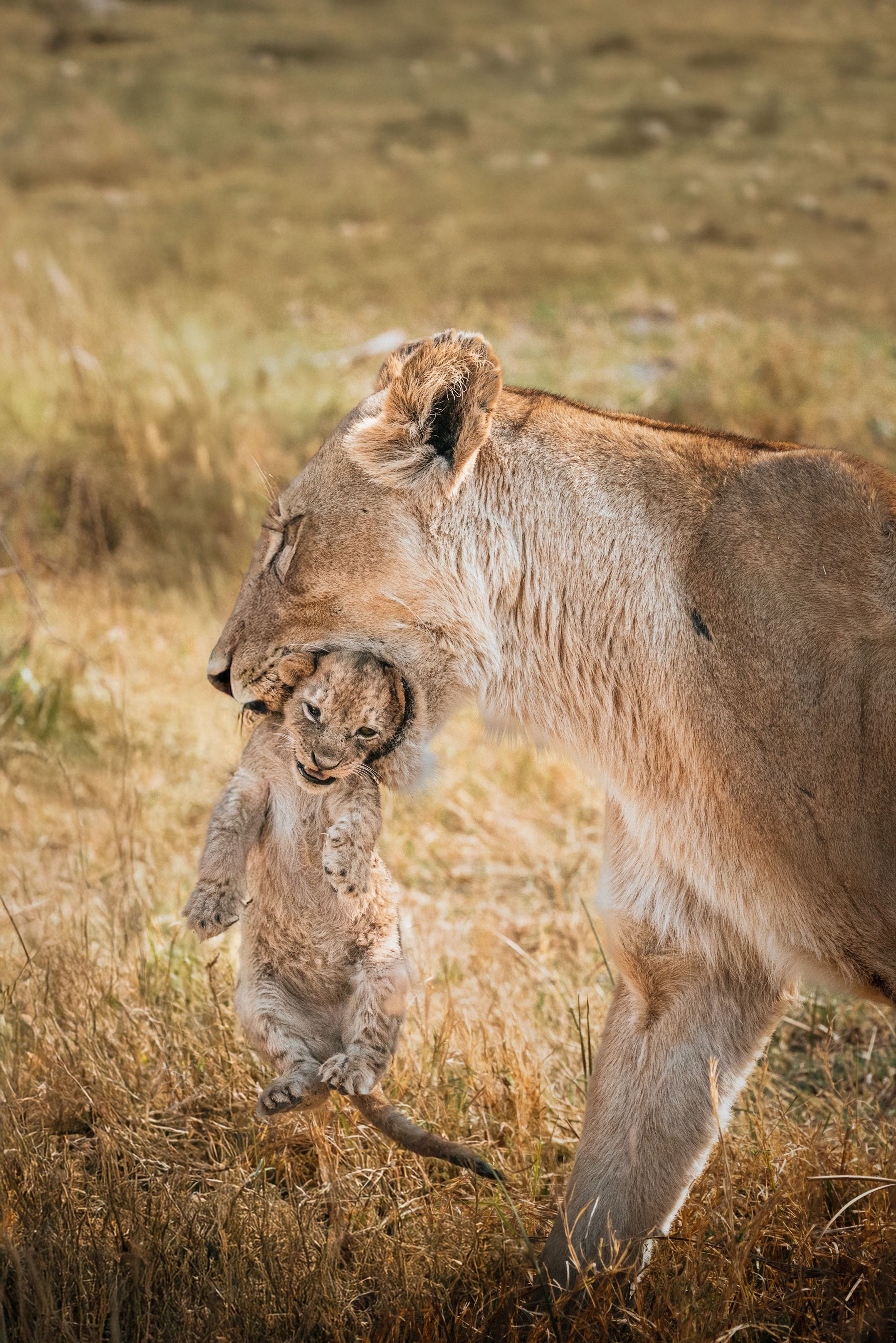 Animated Section Image